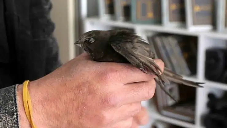 'Ebabil kuşu Sivas´ta yaralı olarak bulundu'