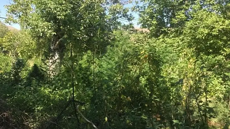 'Ektiği hint kenevirlerini sularken suç üstü yakalandı'
