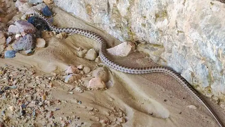 'Elazığ´da 1,5 metre uzunluğunda yarı zehirli kocabaş yılanı görüntülendi'