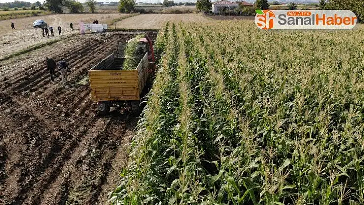 Elazığ'da 16 bin dekarda ekilen ikinci üründe bereket