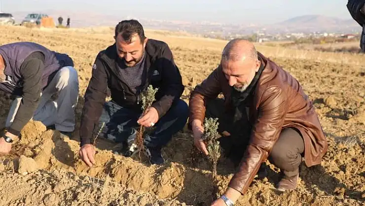 'Elazığ´da 24 bin adet lavanta toprakla buluştu'