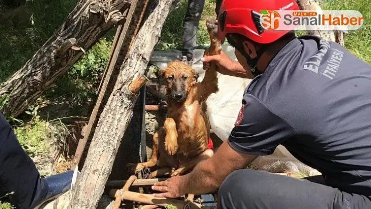Elazığ'da 5 metrelik kuyuya düşen köpek için kurtarma operasyonu