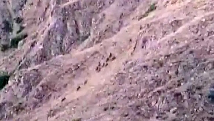 'Elazığ´da aç kalan domuzlar bahçeleri talan etti'