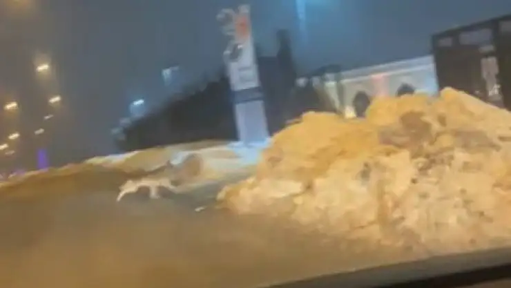 'Elazığ´da aç kalan kurt şehir merkezine indi'