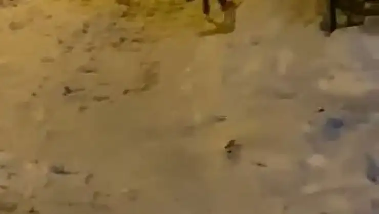 'Elazığ´da aç kalan tilki şehre indi sokak sokak gezdi'