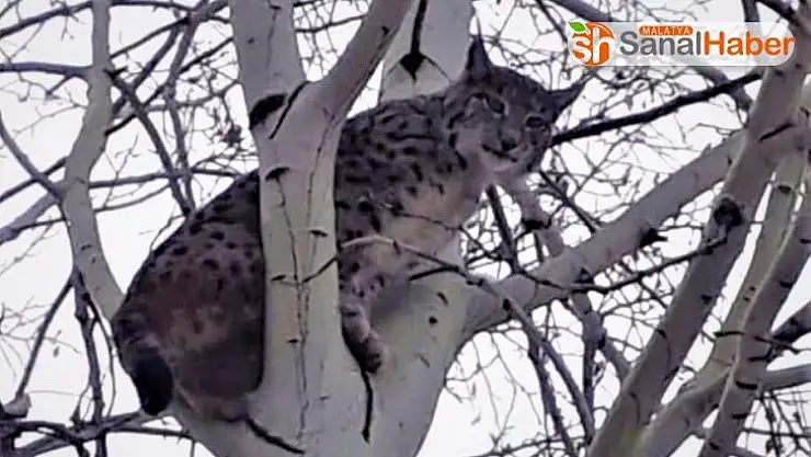 Elazığ'da ağaca tırmanan vaşak görüntülendi