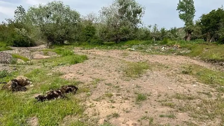 'Elazığ´da ağıla giren kurt sürüsü, 21 koyunu telef etti'