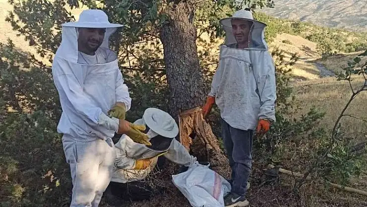 'Elazığ´da arıların doğada ürettiği ballar bal avcıları tarafından toplanıyor'
