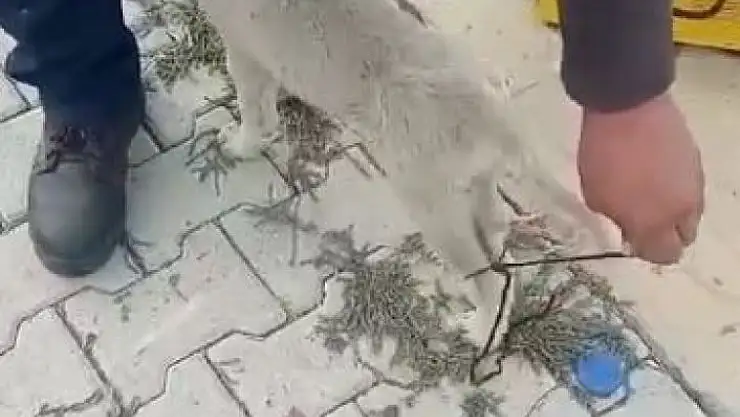 'Elazığ´da ayakları bağlı olan köpeği vatandaşlar kurtardı'