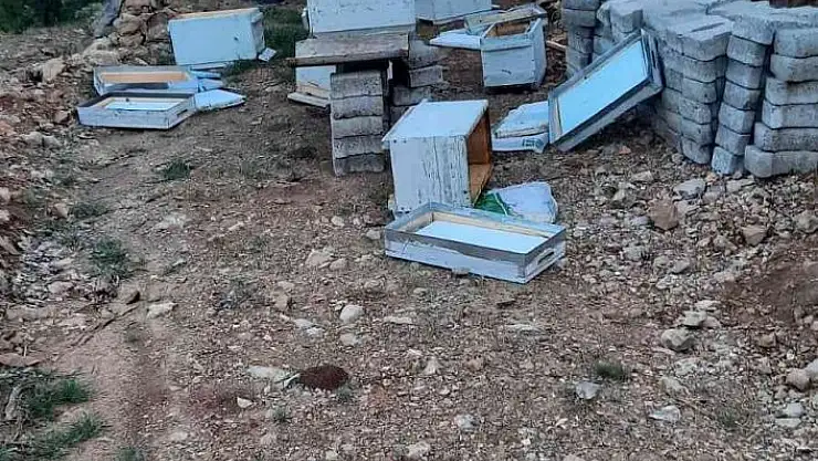 'Elazığ´da ayılar arı kovanlarını parçaladı'