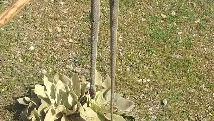 'Elazığ´da baharın gelmesiyle yılanlar görülmeye başlandı'