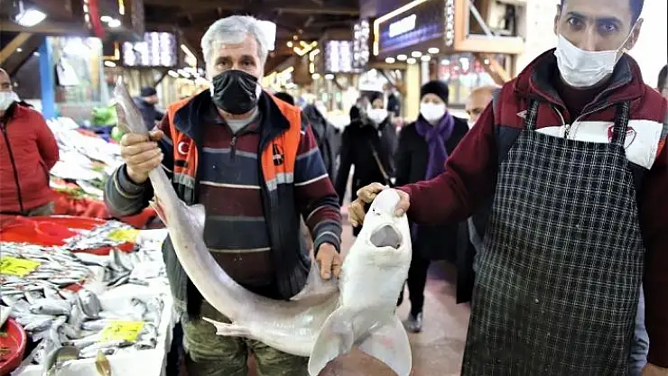 'Elazığ´da balıkçının ''Norveç´ten'' getirttiği köpek balığı dikkat çekti'