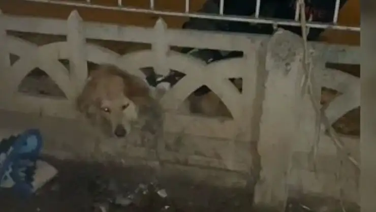 'Elazığ´da başı duvara sıkışan köpeği itfaiye kurtardı'