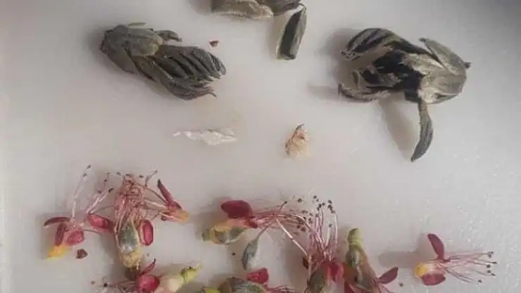 'Elazığ´da çiçek açan kaysı ağaçlarını don vurdu'