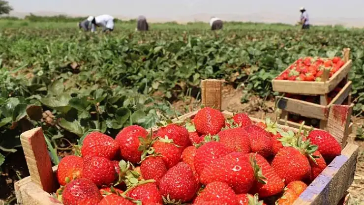 'Elazığ´da çilek hasadı sürüyor'