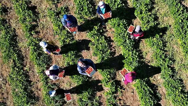 'Elazığ´da çilek zamanı, kasa kasa satılıyor'
