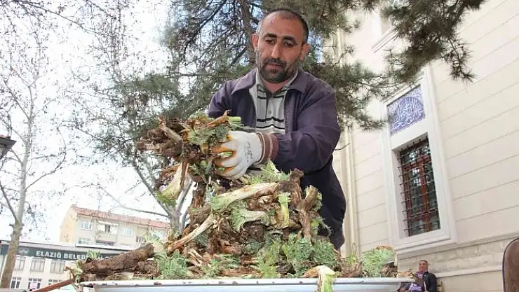 'Elazığ´da ´Çiriş´ ve ´Kenger´ otu, tezgahlardaki yerini aldı'