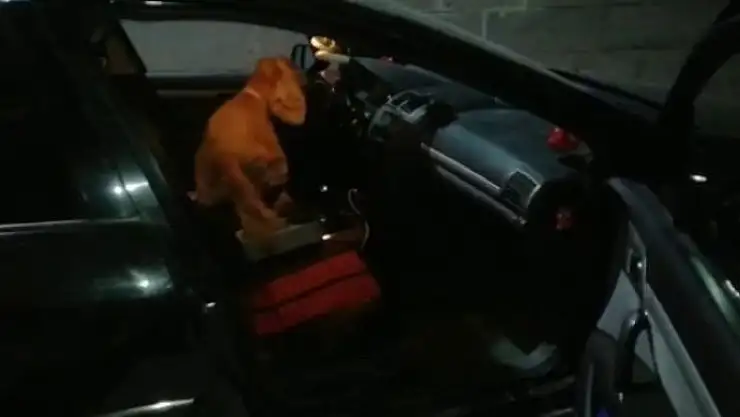 'Elazığ´da dedektör köpeği `Alex´ uyuşturucu tacirlerine geçit vermedi: 5 gözaltı'