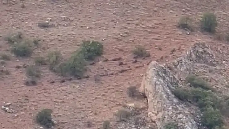 'Elazığ´da domuz sürüsü görüntülendi'