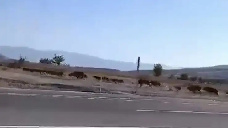 'Elazığ´da domuz sürüsü görüntülendi'