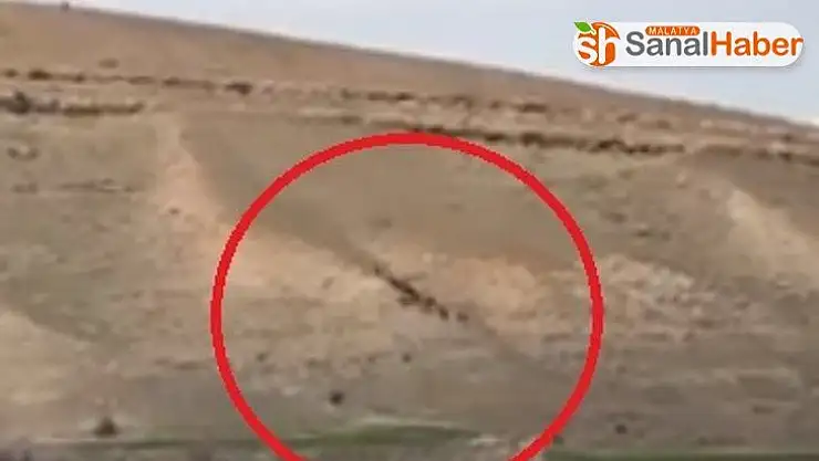 Elazığ'da domuz sürüsü görüntülendi