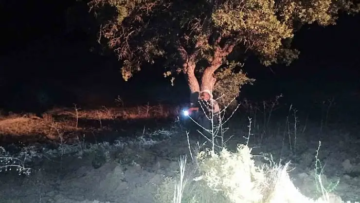 'Elazığ´da domuzlar tarlalara dadandı, köylüler nöbet tutmaya başladı'