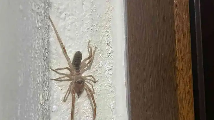 'Elazığ´da ´et yiyen örümcek´ görüldü'