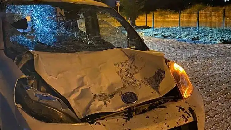 'Elazığ´da hafif ticari aracın çarptığı inek telef oldu'