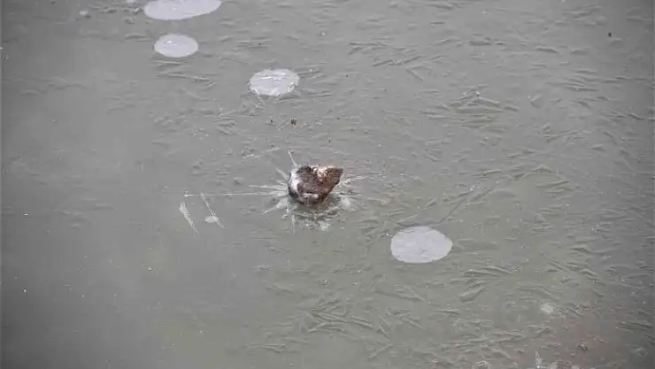 'Elazığ´da havuzlar dondu, bayrak buz tuttu'