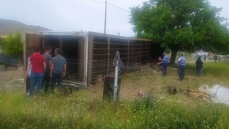 'Elazığ´da hayvan yüklü tır yan yattı, 170 hayvan telef oldu'