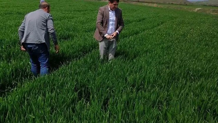 'Elazığ´da hububat alanlarında süne incelemesi yapıldı'