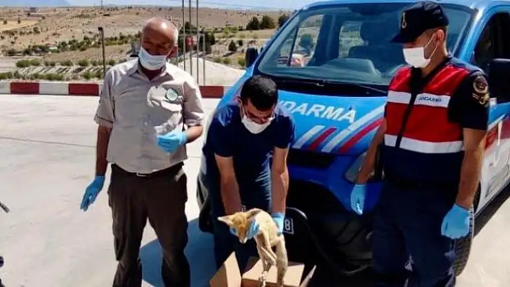 'Elazığ´da jandarmadan yaralı tilkiye şefkat eli'