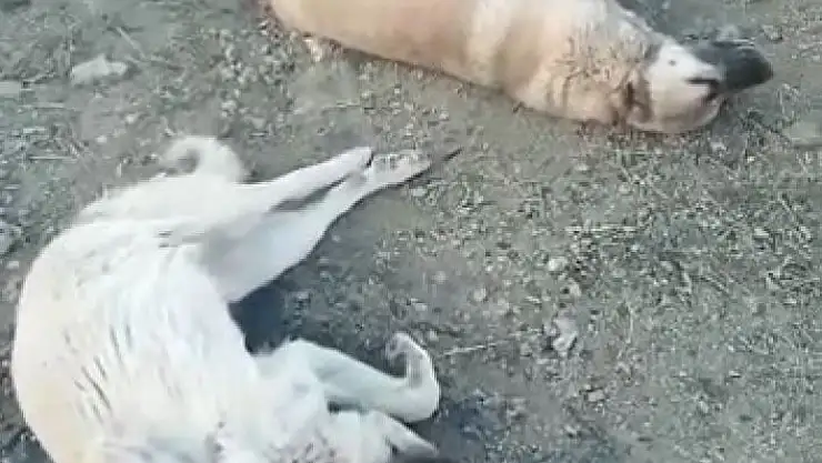 'Elazığ´da köpek katliamı: 10 köpek zehirlendi'