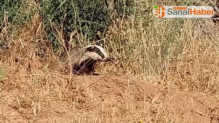 Elazığ'da oklu kirpi görüntülendi