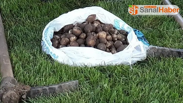 Elazığ'da salep soğanı toplayan 3 kişiye 221 bin TL ceza