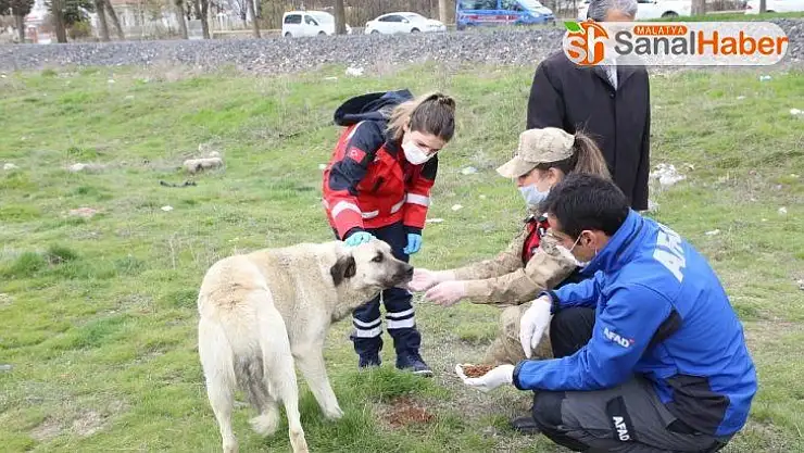 Elazığ'da sokak hayvanları unutulmadı