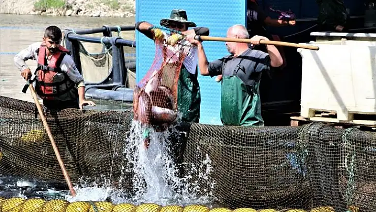 'Elazığ´da üretilen 21 bin ton alabalık, Rusya, Almanya, Hollanda ve 25 Avrupa ülkesine ihraç ediliyor'