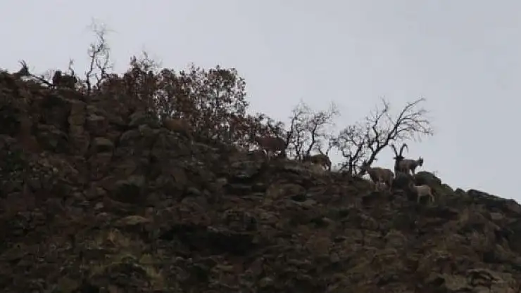 'Elazığ´da yaban keçisi envanter çalışması yapıldı'