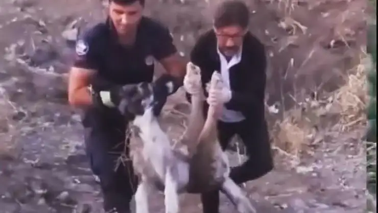 'Elazığ´da yaralı halde bulunan köpek itfaiye ekipleri tarafından kurtarıldı'