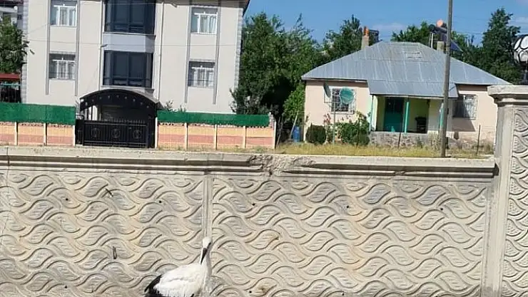 'Elazığ´da yaralı halde bulunan leylek, tedavi altına alındı'