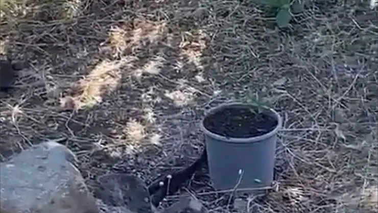 'Elazığ´da yılanlar bir evi mesken tuttu'