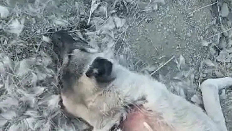 'Elazığ´da zehirlenerek öldürülen köpekler için soruşturma başlatıldı'