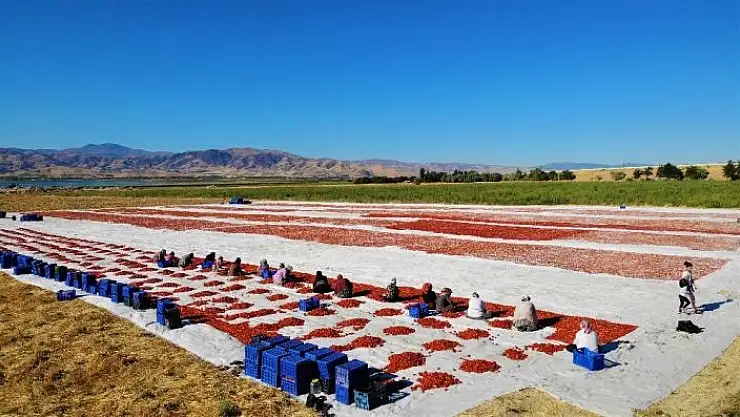 'Elazığ´ın domatesi kurutulup dünyaya gönderiliyor'