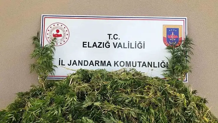 'Elazığda 2 bin 208 kök kenevir ele geçirildi'