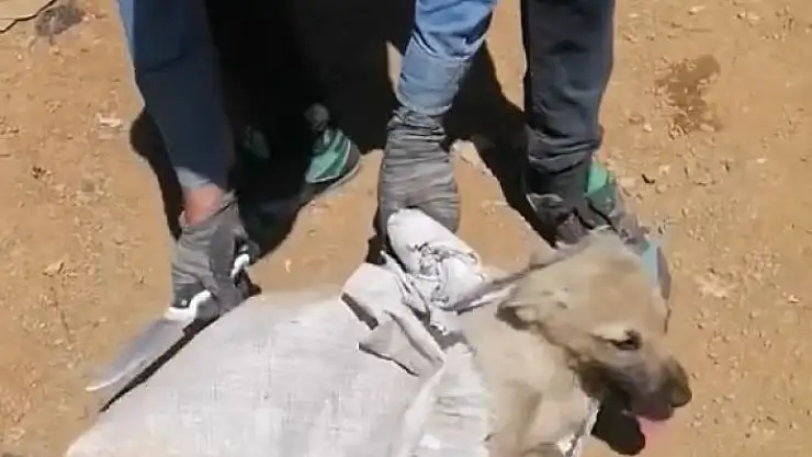 Elazığda çuvala konulan köpek ölüme terk edildi