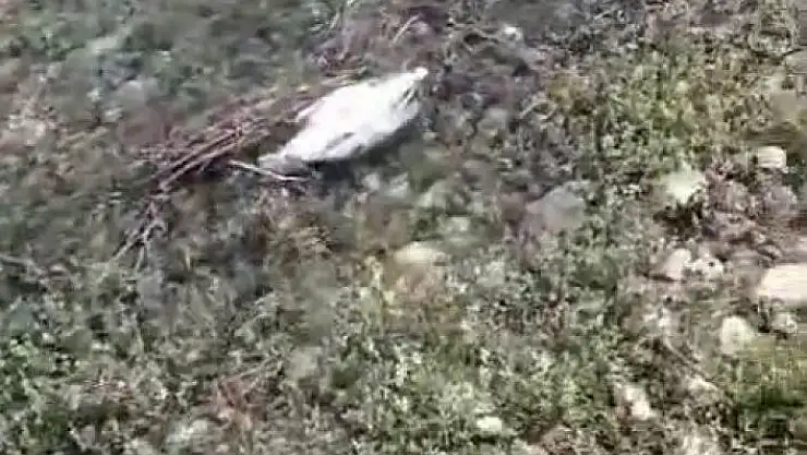 'Elazığda martı ölümleri tedirginlik yaşattı'