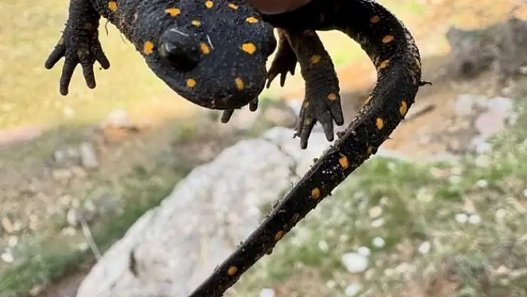 'Elazığda sarı benekli semender görüldü'