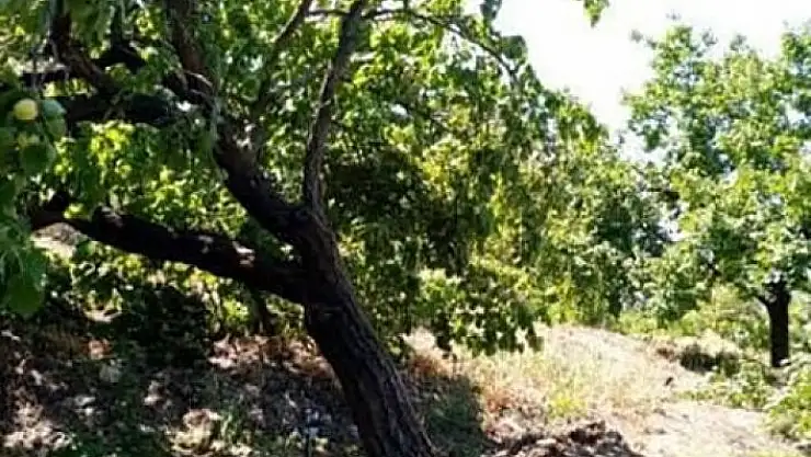 'Elazığda şiddetli rüzgar kayısı ağaçlarını yerinden söktü, bahçelere zarar verdi'