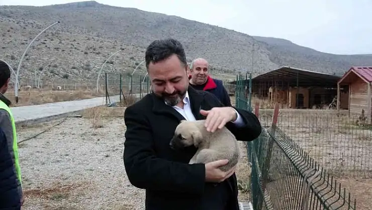 'Elbistan Belediyesi başıboş köpekler için harekete geçti'