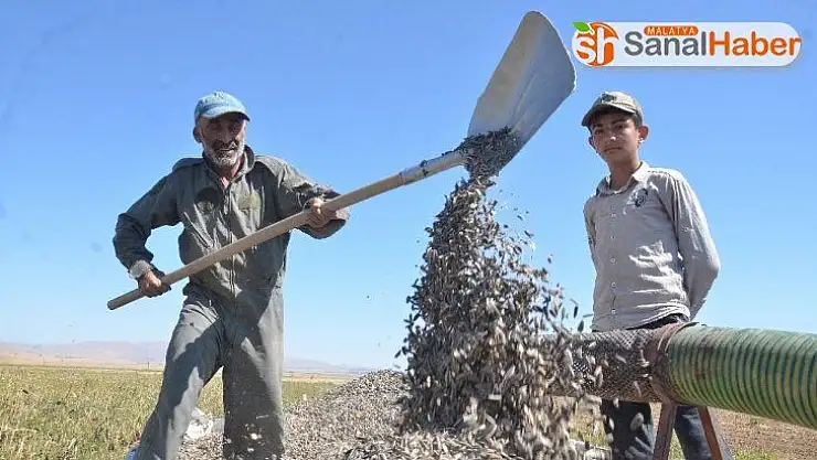 Elbistan'da 'siyah altın' hasadı başladı